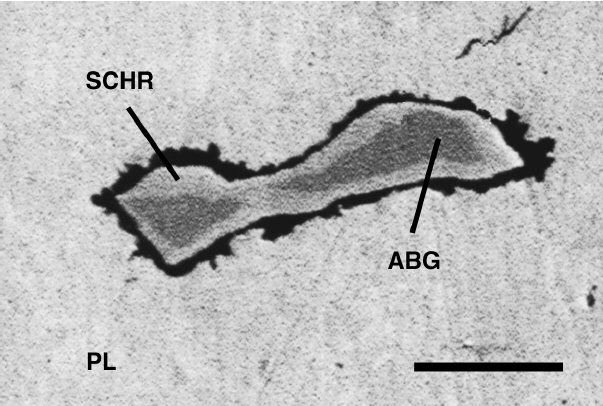 Large Allabogdanite Image