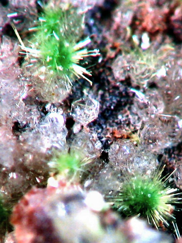 Large Creaseyite Image