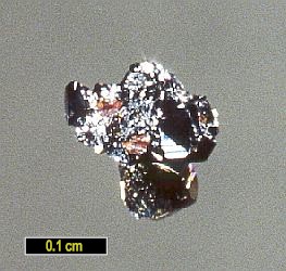 Large Hatchite Image