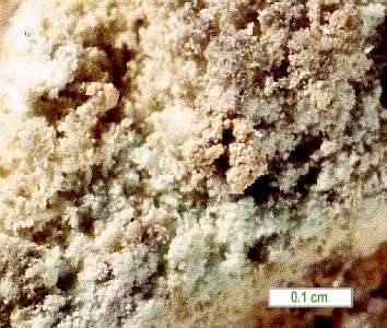 Large Krautite Image