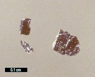 Large Rhenium Image