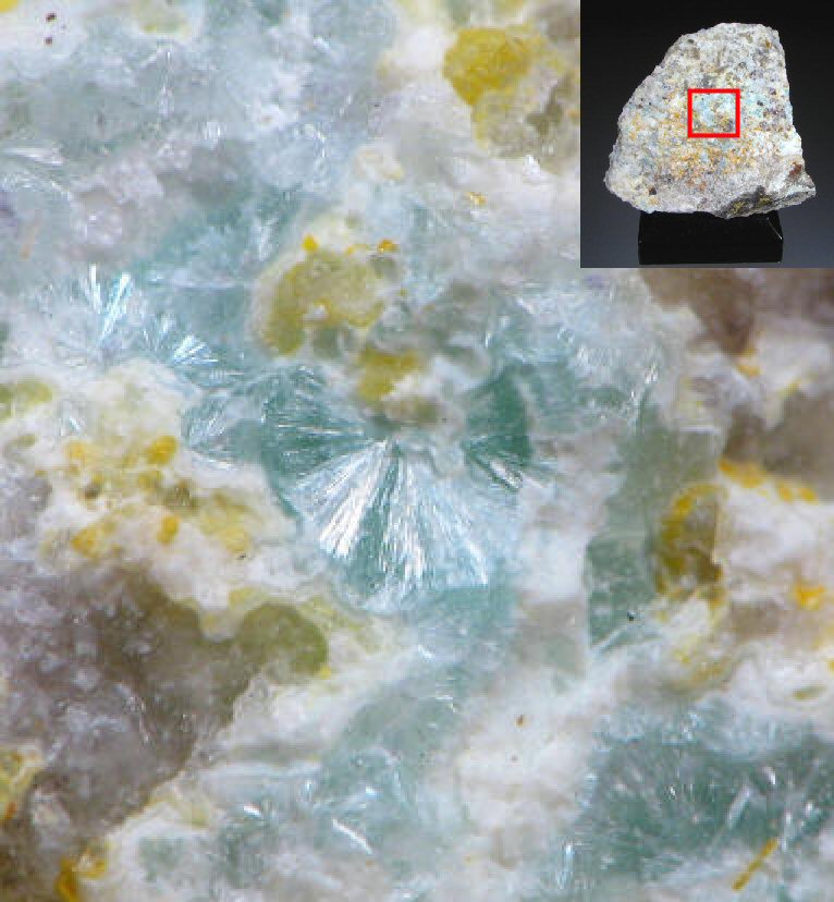 Large Plumbophyllite Image