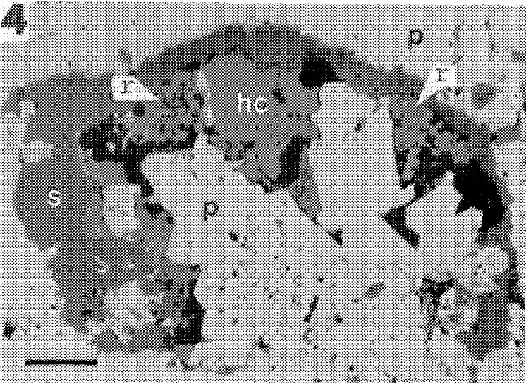 Large Rhodostannite Image