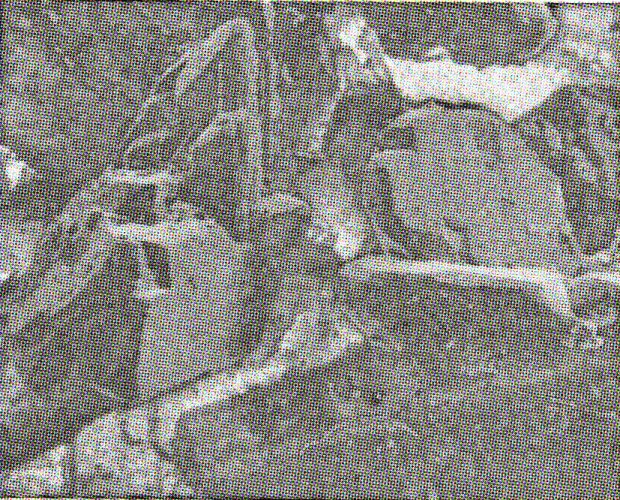 Large Samfowlerite Image